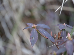 Rhododendron keiskei