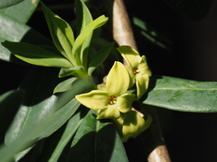 Daphne pseudomezereum