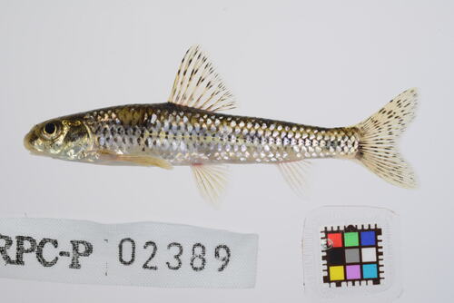 Zezera (Biwia zezera) — Cyprinidae — 3