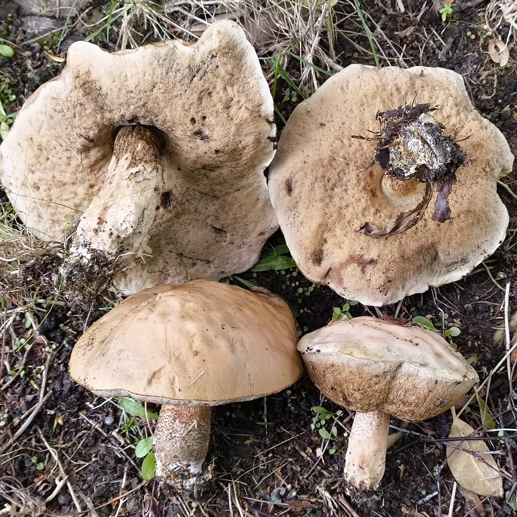 Leccinum scabrum · March 2026 · photo: © zedt (iNaturalist, cc-by)