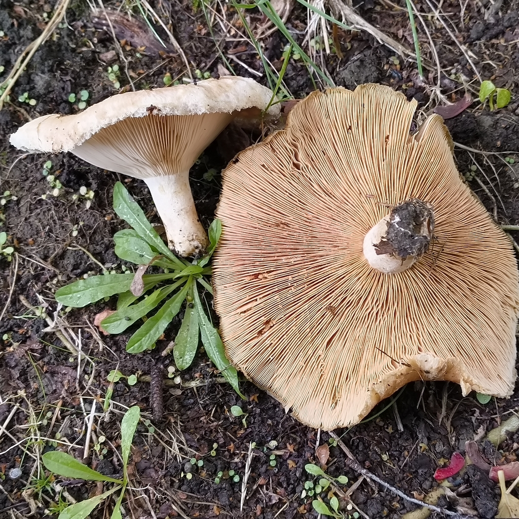 Lactarius pubescens · March 2026 · photo: © zedt (iNaturalist, cc-by)