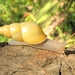 Sulfur Cone - Photo (c) Jan Meerman, some rights reserved (CC BY-NC), uploaded by Jan Meerman