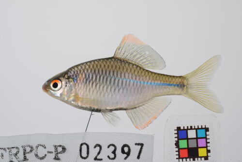 Kyushu bitterling (Rhodeus atremius) — Cyprinidae — 3