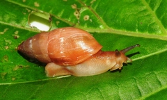 Euglandina cylindracea