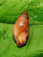 Euglandina cylindracea