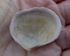 Semele rubropicta