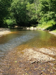 Etheostoma squamiceps