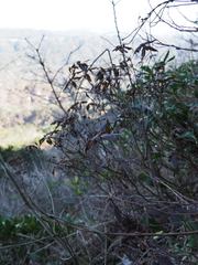 Rhododendron keiskei