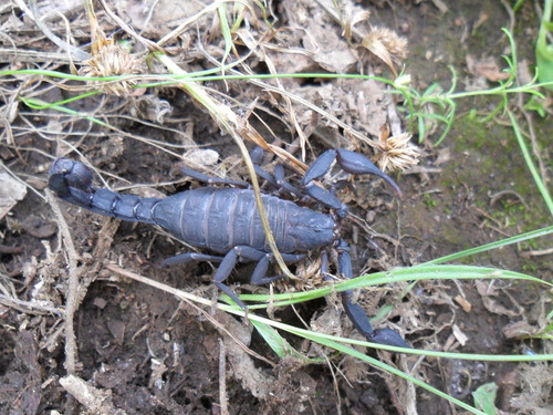 Vaejovis smithi