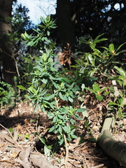 Daphne pseudomezereum