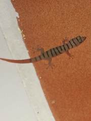 Sphaerodactylus elegans