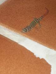 Sphaerodactylus elegans