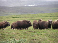 Ovibos moschatus