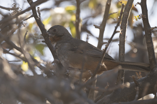 White-throated Towhee (Melozone albicollis), photo 9
