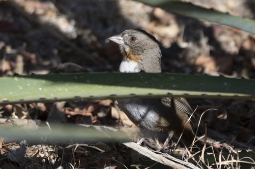 White-throated Towhee (Melozone albicollis), photo 6