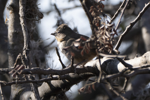 White-throated Towhee (Melozone albicollis), photo 3