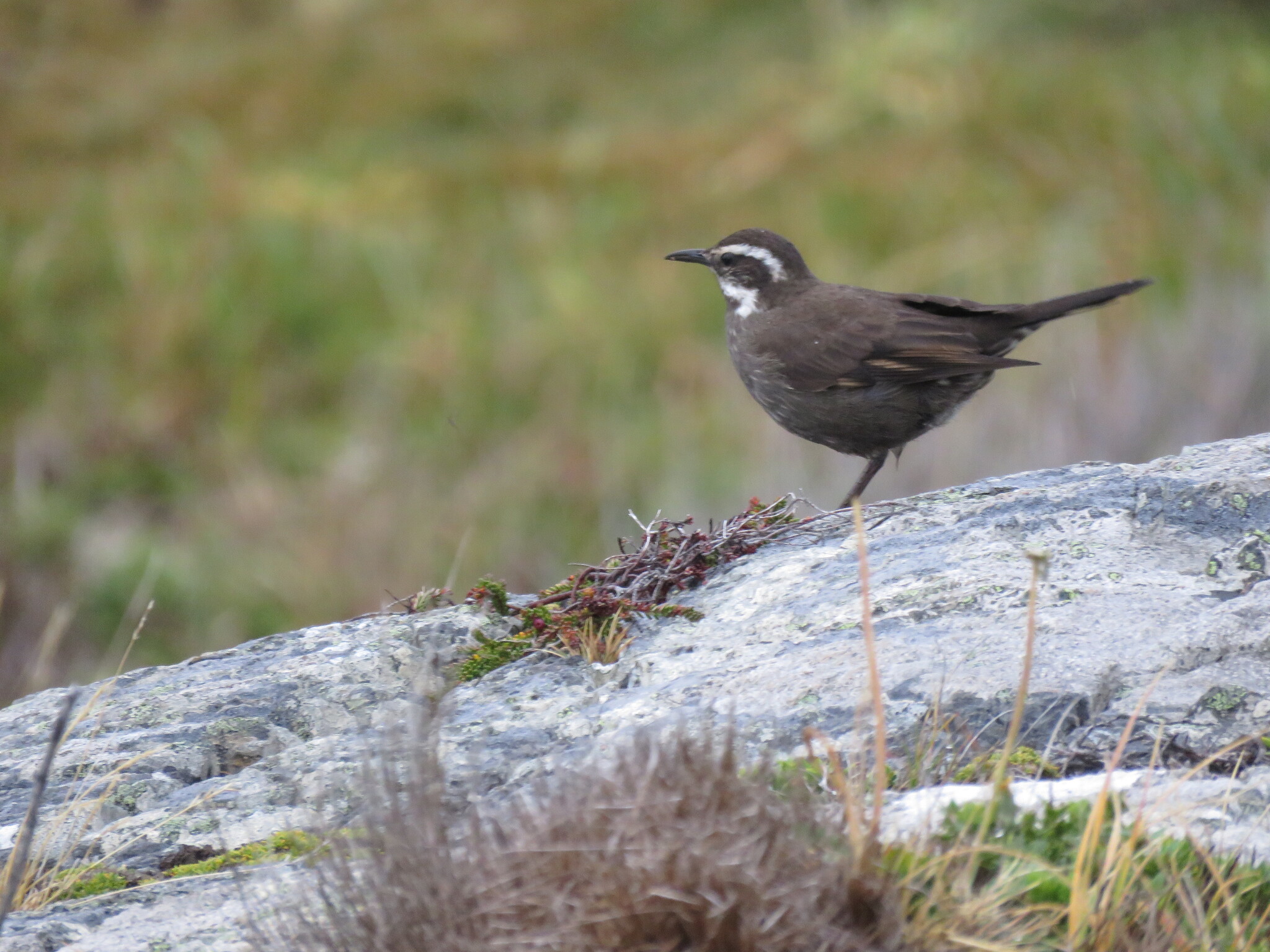 Dark-bellied Cinclodes (Cinclodes patagonicus), photo 9