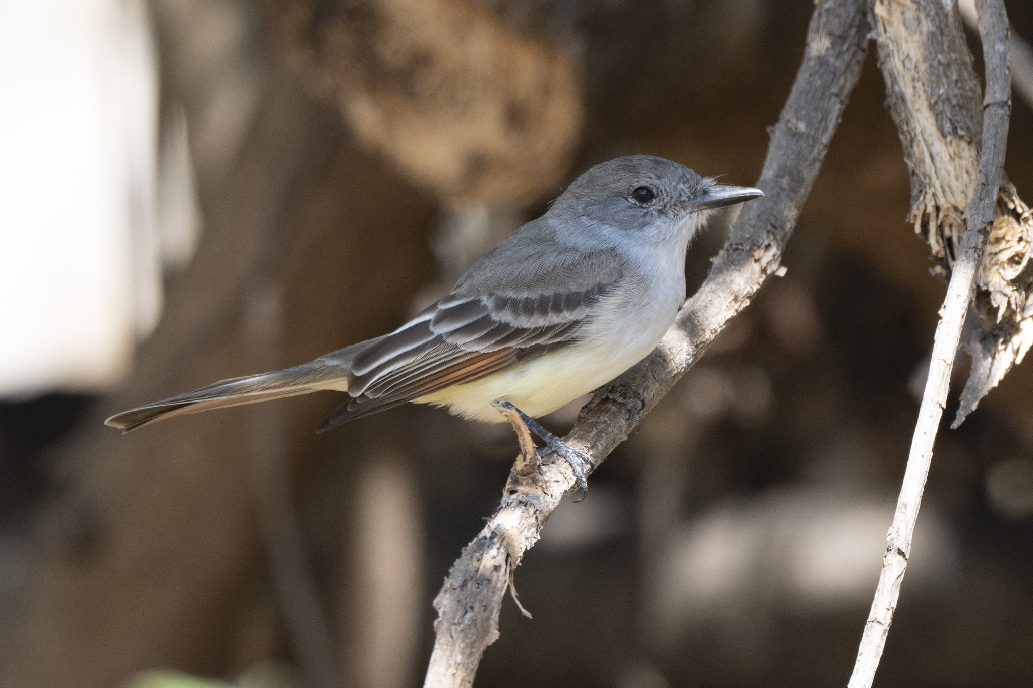 Nutting's Flycatcher (Myiarchus nuttingi), photo 2