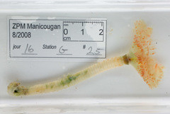 Chone infundibuliformis