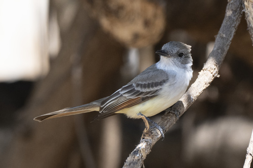 Nutting's Flycatcher (Myiarchus nuttingi), photo 3