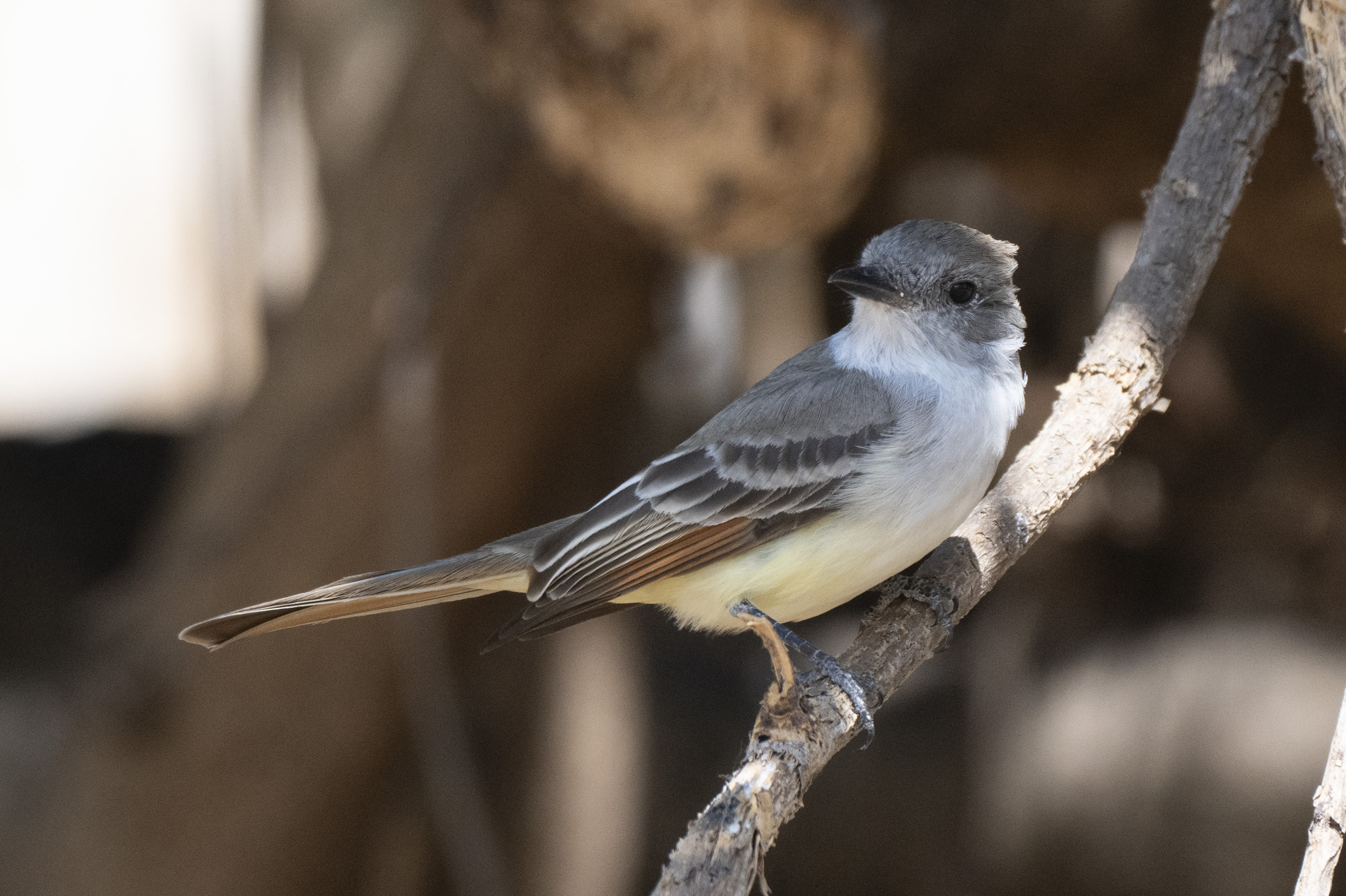 Nutting's Flycatcher (Myiarchus nuttingi), photo 3