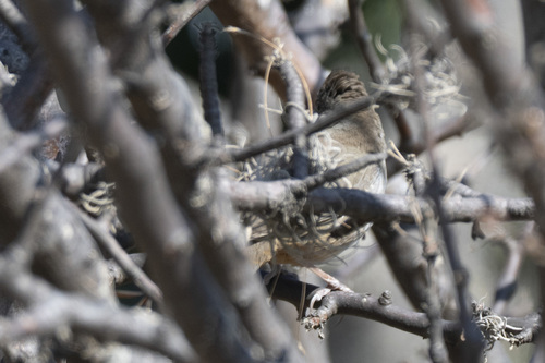 White-throated Towhee (Melozone albicollis), photo 4