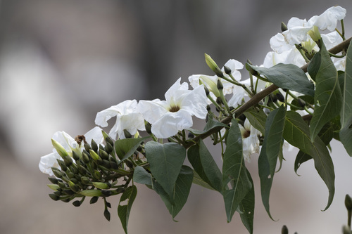 Tree morningglory (Ipomoea pauciflora)