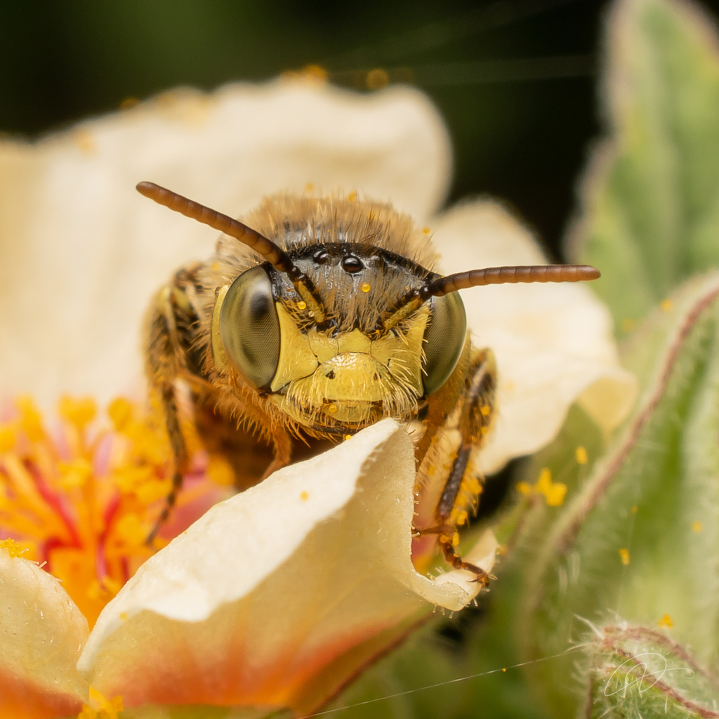 Acamptopoeum prinii