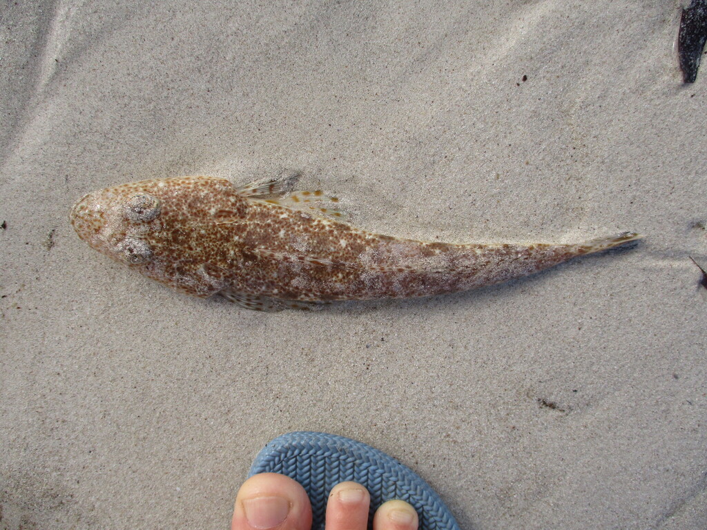 Flathead (Platycephalus grandispinis) — Platycephalidae