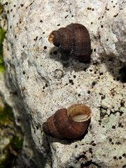 Halotudora kuesteri