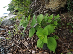 Boehmeria splitgerbera