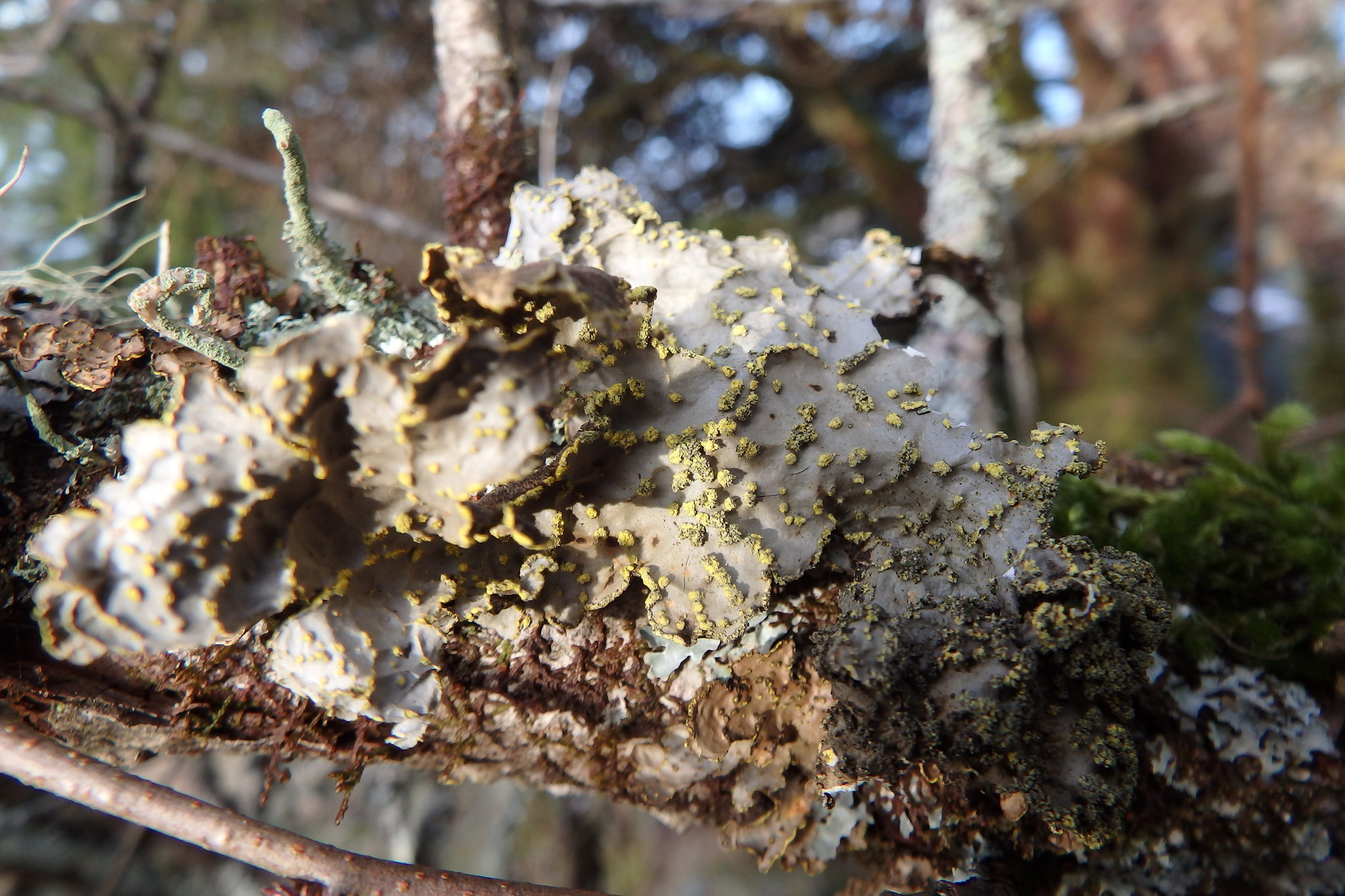 Pseudocyphellaria crocata image