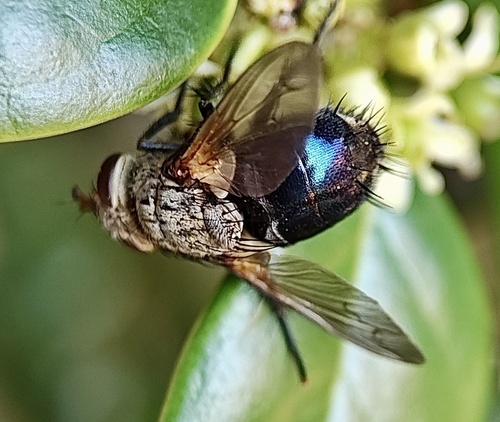 Unknown species found near Midnight Moon Dr, Frisco, TX, US