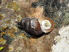 Halotudora kuesteri
