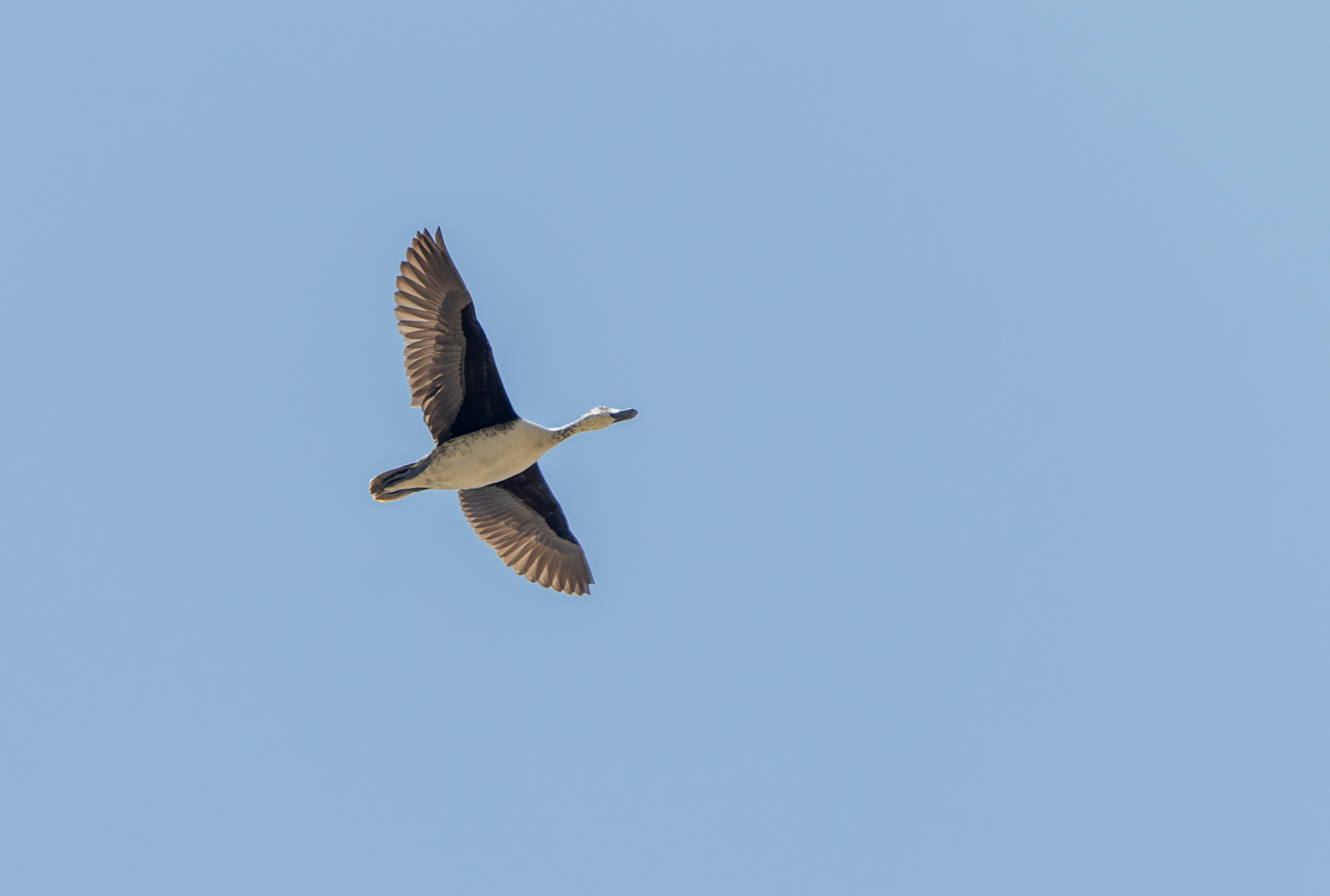Comb Duck (Sarkidiornis sylvicola), photo 3