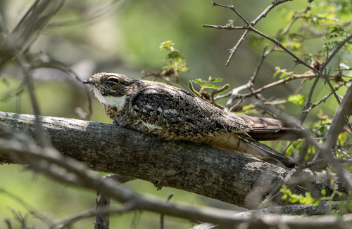 Lesser Nighthawk (Chordeiles acutipennis), photo 6