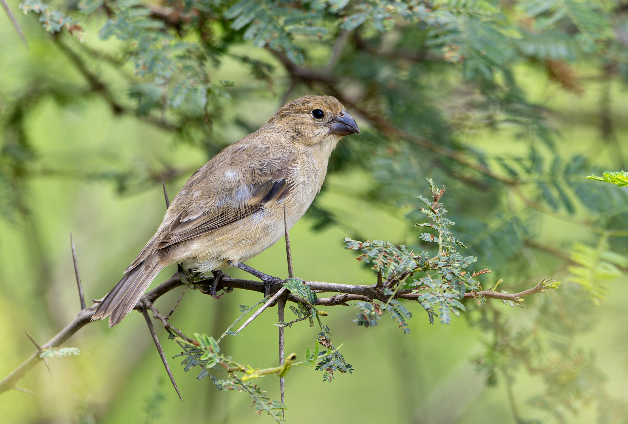 Drab Seedeater (Sporophila simplex), photo 1