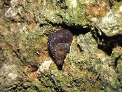 Halotudora kuesteri