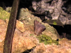 Halotudora kuesteri