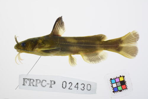 Japanese bagrid catfish (Pseudobagrus aurantiacus) — Bagridae