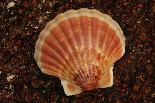 Pecten maximus
