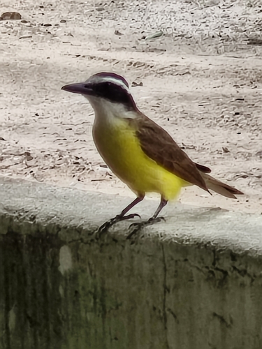 Great Kiskadee