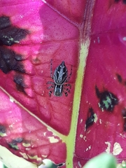 Aphirape misionensis