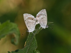 Echinargus isola