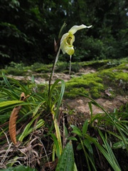 (c) Alan Rockefeller, some rights reserved (CC BY) Phragmipedium pearcei, photograph (c) Alan Rockefeller, some rights reserved (CC BY)