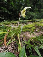 (c) Alan Rockefeller, some rights reserved (CC BY) Phragmipedium pearcei, photograph (c) Alan Rockefeller, some rights reserved (CC BY)