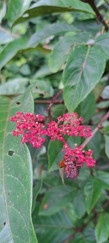 Caro De Tres Hojas (Cissus erosa)