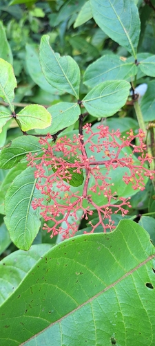 Cissus erosa, photograph 6