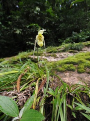 (c) Alan Rockefeller, some rights reserved (CC BY) Phragmipedium pearcei, photograph (c) Alan Rockefeller, some rights reserved (CC BY)