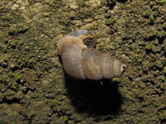 Halotudora kuesteri